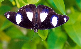077 - Papillon bleu